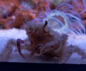 Replay Corse : un laboratoire pour les espèces marines menacées