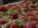 Replay Paysans du monde - Bretagne : Fraise