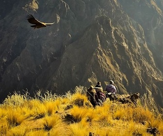 Replay La rivière Colca - Un écrin de nature dans les Andes