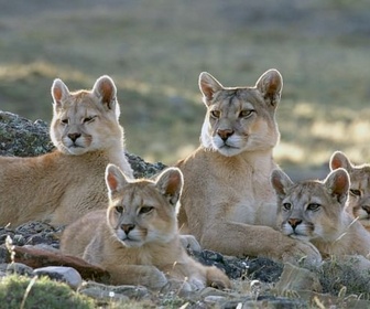 Replay Pumas - Dynasties animales