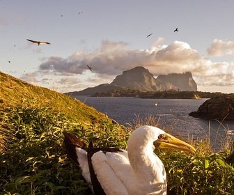 Replay Lord Howe, la renaissance de l'île-sanctuaire