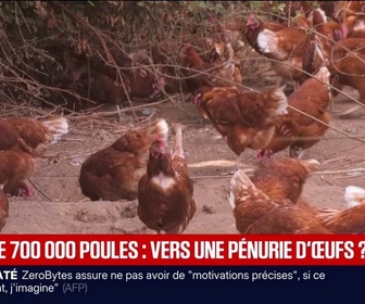 Replay BFM Première - Canicule: 700.000 poules sont mortes lors des vagues de chaleur, la pénurie d'œufs possible ?