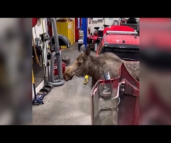 Replay En images : un élan curieux s'invite chez les pompiers d'Anchorage