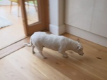 Replay Chiens hors de contrôle - un dresseur à la rescousse - S3 E8 - Au voleur !