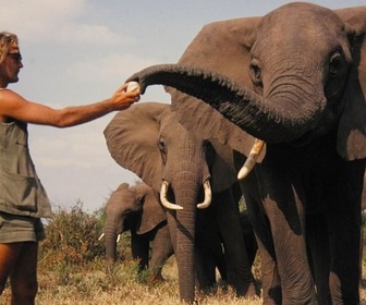 Replay Le royaume des animaux - Une vie parmi les éléphants