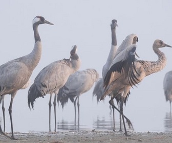 Replay La grue cendrée - Sur les ailes d'une géante