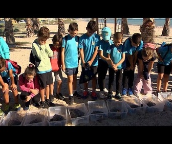 Replay No Comment : en Espagne, 22 tortues relâchées en mer