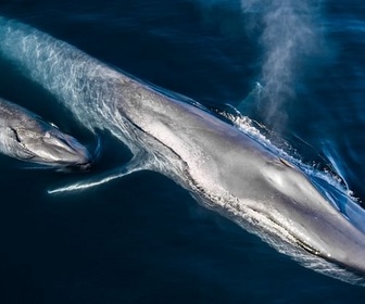 Replay La femme qui murmure à l'oreille des baleines bleues