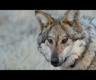 Replay Loups en Italie : sont-ils trop nombreux et comment cohabiter avec eux ?