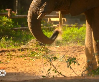 Replay Une saison au zoo - S12 E20
