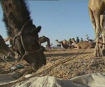 Replay Découverte du Monde - Pushkar, fête indienne