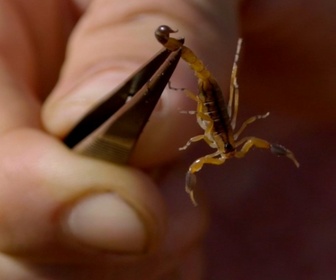 Replay Morsures et piqûres : le grand test - S1E8 - Poisson scorpion