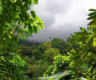 Replay La forêt tropicale humide du Costa Rica