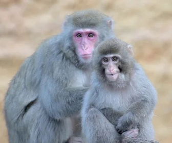 Replay C pas si loin - 15/01/2026