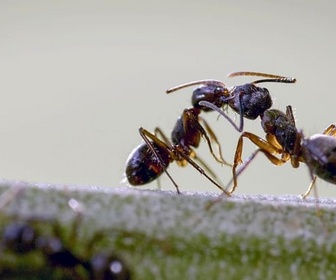 Replay La forêt des fourmis