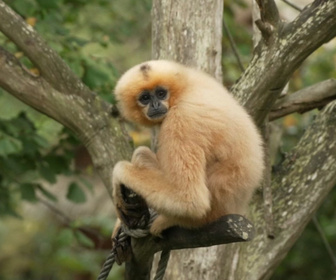 Replay Naissances extraordinaires au zoo - S1E2 - Lionceau, gibbon et tamanoir