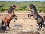 Replay Libres chevaux de Sardaigne - La harde sauvage