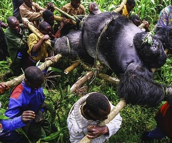 Replay ARTE Journal - Visa pour l'image : Brent Stirton dans le parc des Virunga