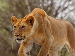 Replay Luttes de pouvoir - Serengeti - La grande cavalcade des animaux (4/6)