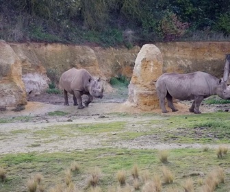 Replay Zoo, le défi de demain - Animaux en danger