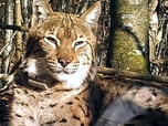 Replay ARTE Regards - La réintroduction du lynx fait débat en Europe