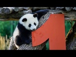 Replay Les pandas jumeaux Leni et Lotti du zoo de Berlin célèbrent leur premier anniversaire