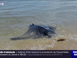 Replay L'image du jour - Espagne: une raie de trois mètres de long échouée sur la plage donne naissance à un petit