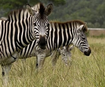 Replay Une légendaire route côtière - La Garden Route d'Afrique du Sud