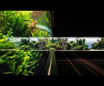 Replay L'Océanarium de Lisbonne fait ses adieux aux forêts sous-marines.