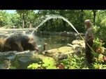 Replay Alors que l'Europe suffoque, les éléphants et les ours du zoo de Berlin se rafraîchissent