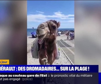 Replay L'image du jour - Dans l'Hérault, des dromadaires se promènent sur les plages pour une opération ramassage de déchets