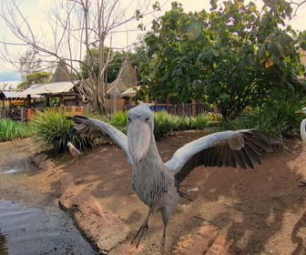 Au coeur du zoo le plus beau du monde replay