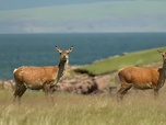 Replay Invitation au voyage - 15/10/2024 - Sur l'île de Rùm, les cerfs écossais sont rois