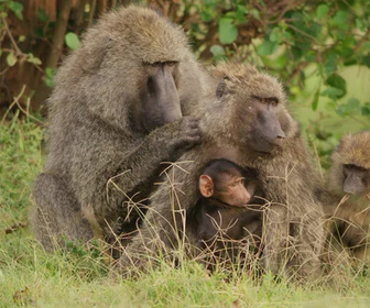 Replay Serengeti - 18/02/2026