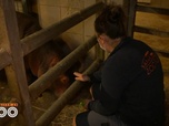 Replay Une saison au zoo - S12 E46