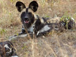 Replay Sur la piste des chiens sauvages d'Afrique - Sous la menace des lions