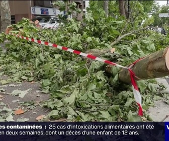 Replay Week-end première - On regarde les déchirures: après les orages, les arbres encore debout doivent être surveillés de près