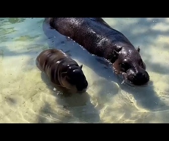 Replay Un bébé hippopotame pygmée fait sa première apparition au zoo de Virginie