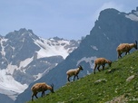 Replay La montagne - Associations de bienfaiteurs