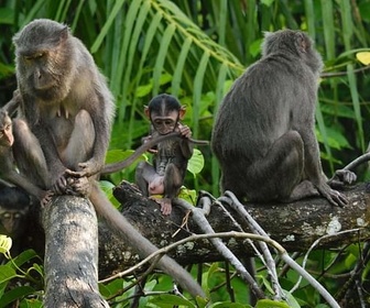 Replay Les îles Nicobar, renaissance d'un archipel