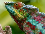 Replay Madagascar ou le grand carnaval des caméléons