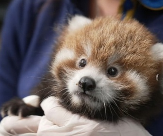 Replay Beauval, au plus près des animaux - S1E3 - Premiers bébés