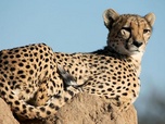Replay Namibie, l'espoir renait pour les guépards - GEO Reportage