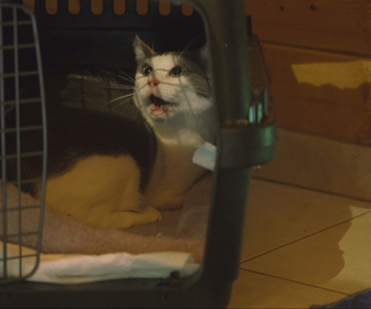 Replay Chiens et chats sans collier - Un collier pour la vie