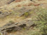 Replay Le parc naturel international du Douro - Les parcs naturels portugais