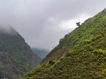 Replay Une forêt entre ciel et terre