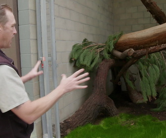 Replay Au coeur du zoo le plus beau du monde - S2E3 - Le retour des lionceaux