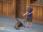 Replay Une saison au zoo - S14 E43