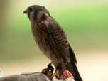 Replay e=m6 - Spéciale Puy du Fou : les secrets scientifiques d'un parc historique !