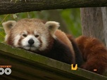 Replay Une saison au zoo - S12 E10
